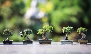 bonsai