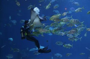 scubadiving