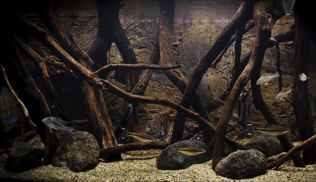 What is Fish Keeping UnderHobby